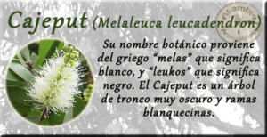 aceite esencial de cajeput